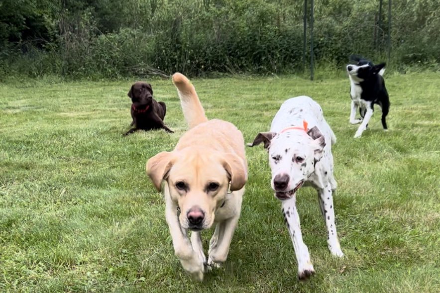 De la ce vârstă poți începe dresajul cu câinele&nbsp;tău?